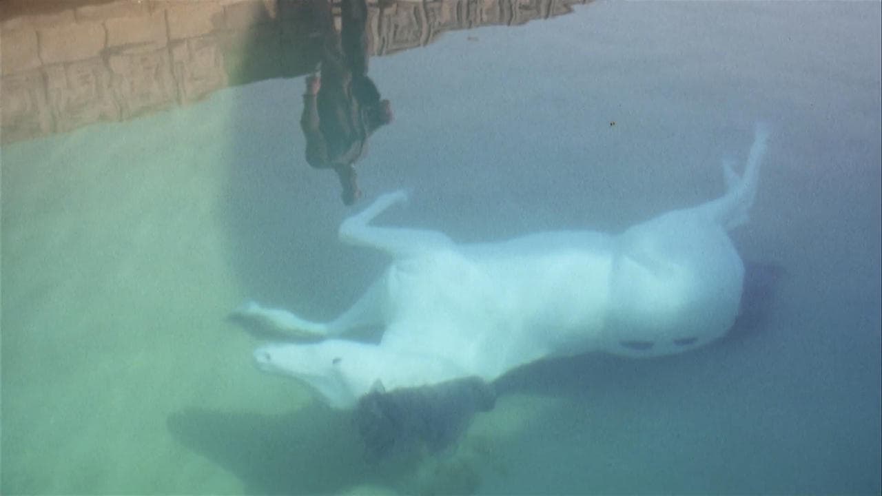 The Day of the Locust (1975) backdrop