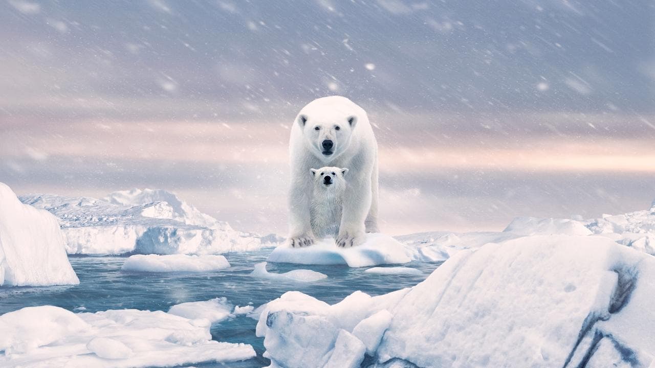 Polar Bear (2022) backdrop