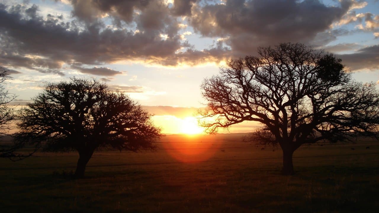 Silent Light (2007) backdrop