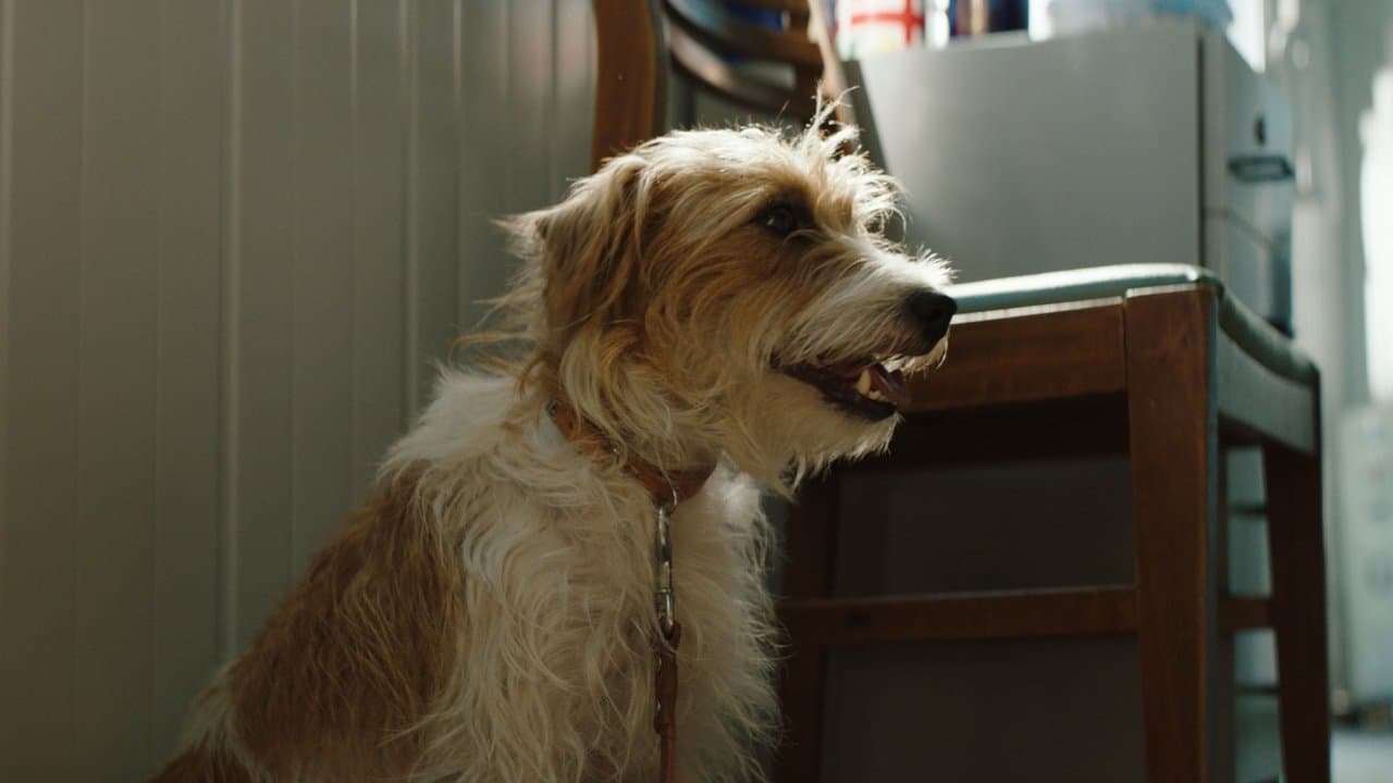 Smuggling Hendrix (2018) backdrop