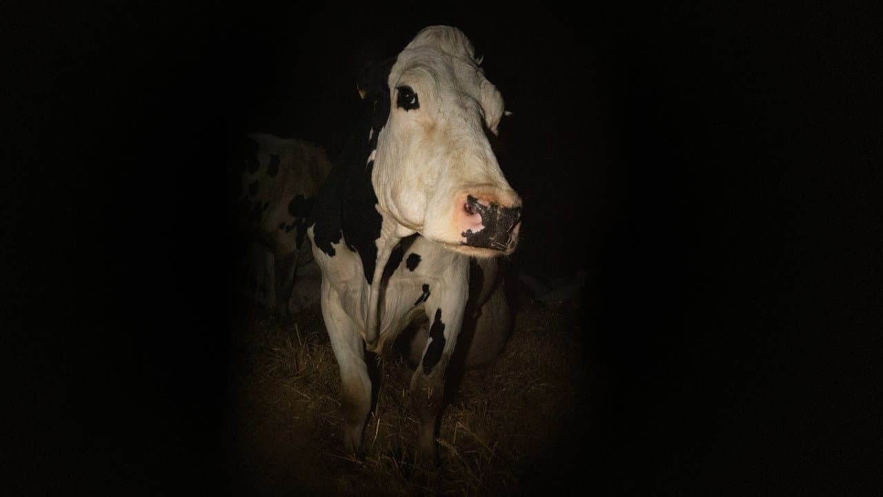 Cow (2021) backdrop