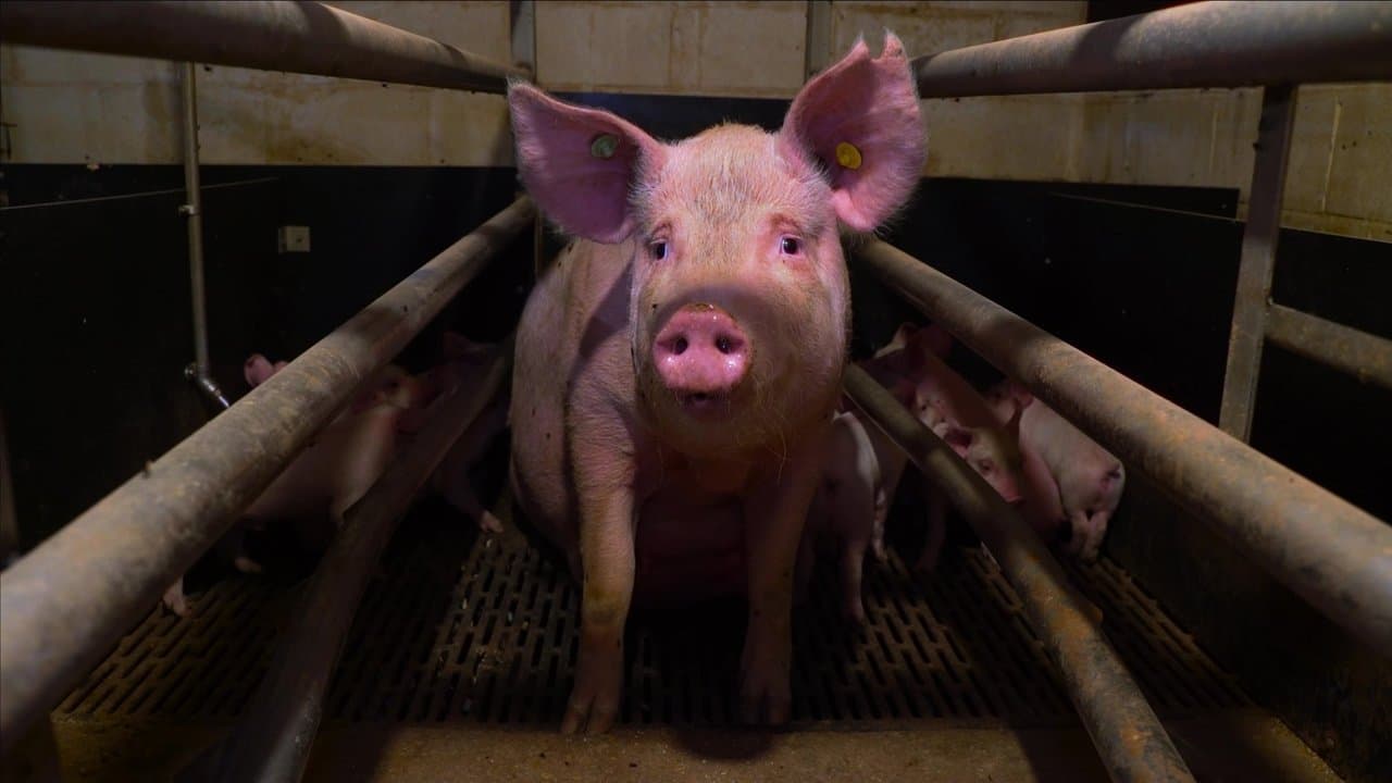 Pignorant (2024) backdrop