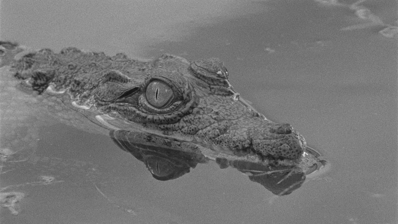 Tabu (2012) backdrop