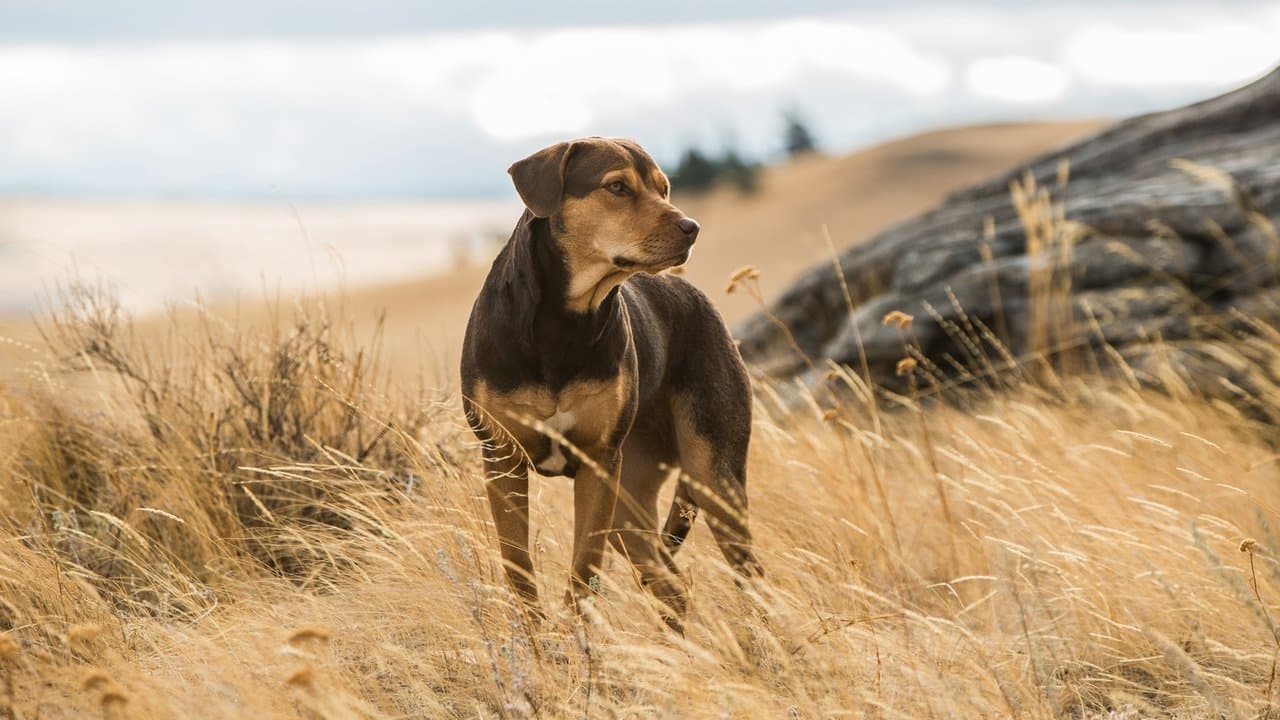 A Dog’s Way Home (2019) backdrop